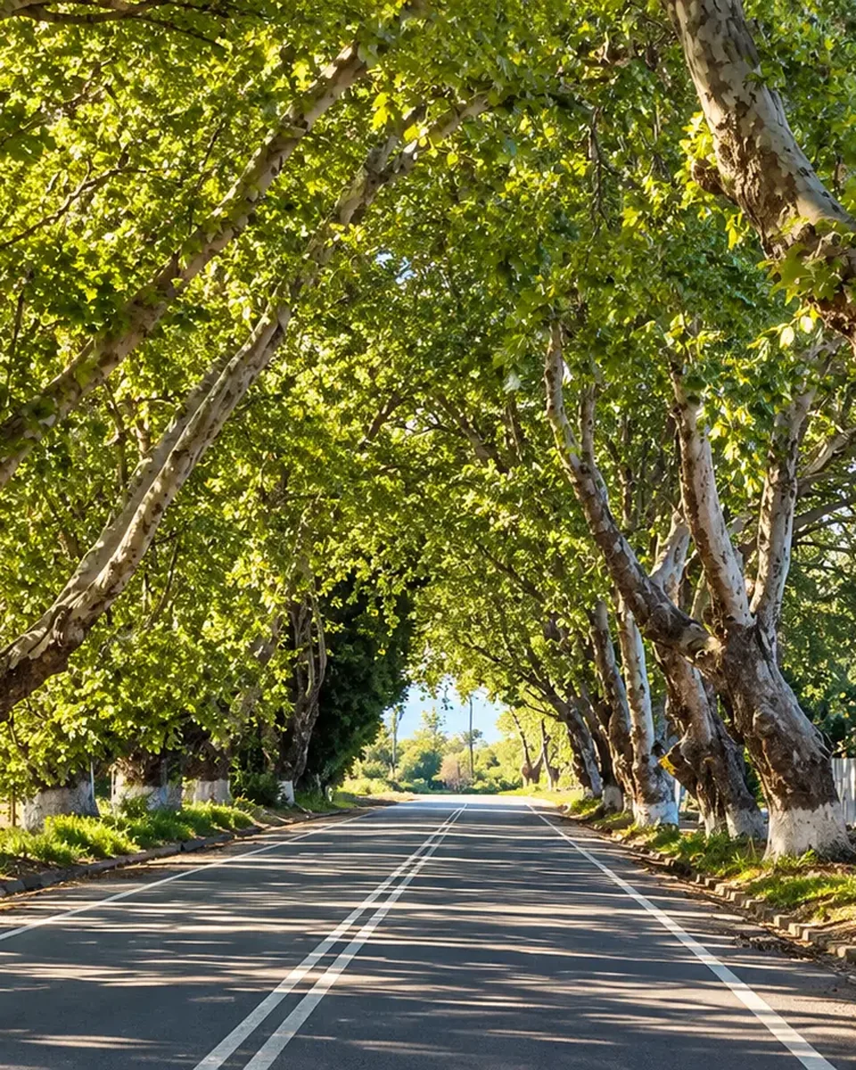 Avenida de árboles centenarios en el acceso a Villa Alegre